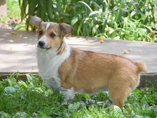 Welsh Corgi Pembroke dogs - Ad 39