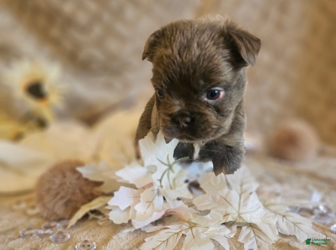 French Bulldog dogs for sale: Biscotti AKC Fluffy  - Ad 8