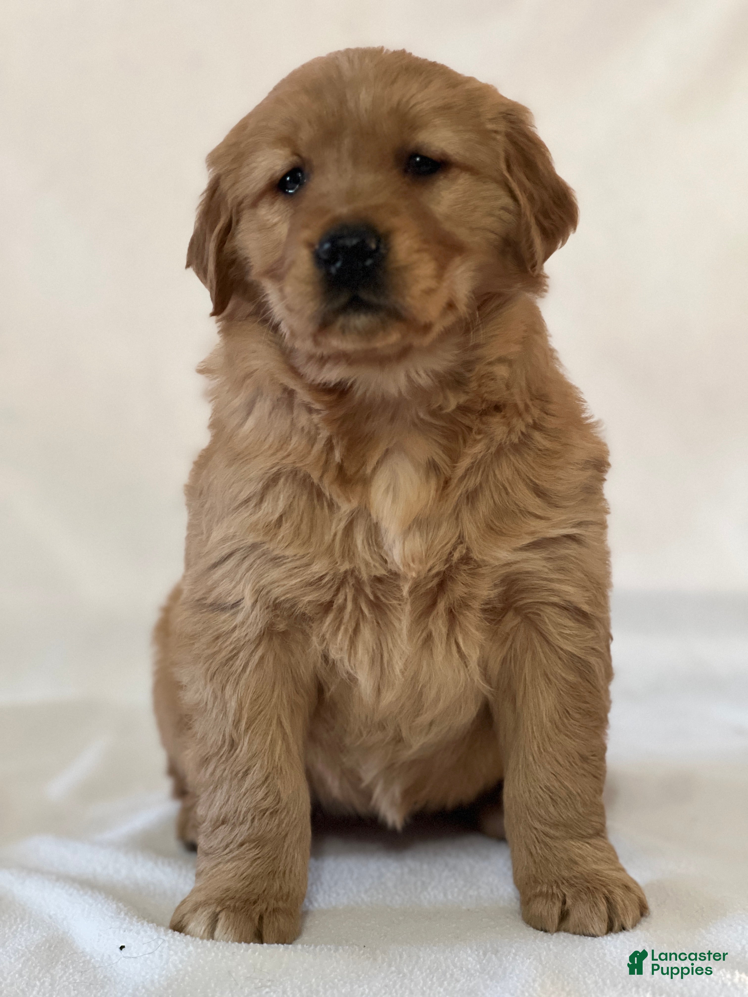 Golden Retriever dogs Smiley - Ad 10