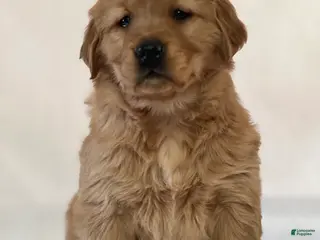 Golden Retriever dogs Smiley - Ad 10