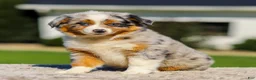 Miniature Australian Shepherd dogs for sale: Hattie - Ad 2