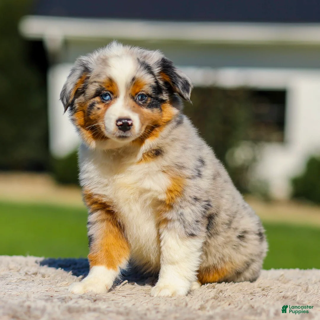 Miniature Australian Shepherd dogs for sale: Hattie - Ad 2