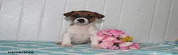 Jack Russell Terrier dogs for sale: Precious - Ad 1
