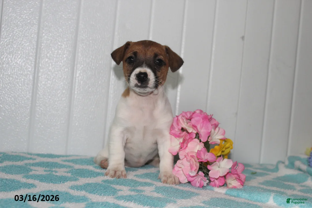 Jack Russell Terrier dogs for sale: Precious - Ad 1