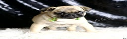Pug dogs for sale: Muffin - Ad 4