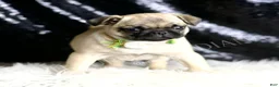Pug dogs for sale: Muffin - Ad 4
