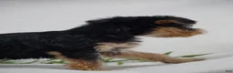 Yorkshire Terrier dogs for sale: EMERALD - Ad 4