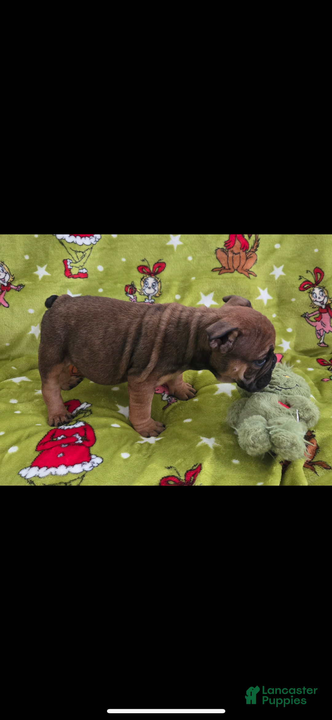 English Bulldog dogs for sale: Lucy - Ad 10