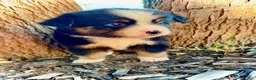 Miniature Australian Shepherd dogs for sale: Banner - Ad 2