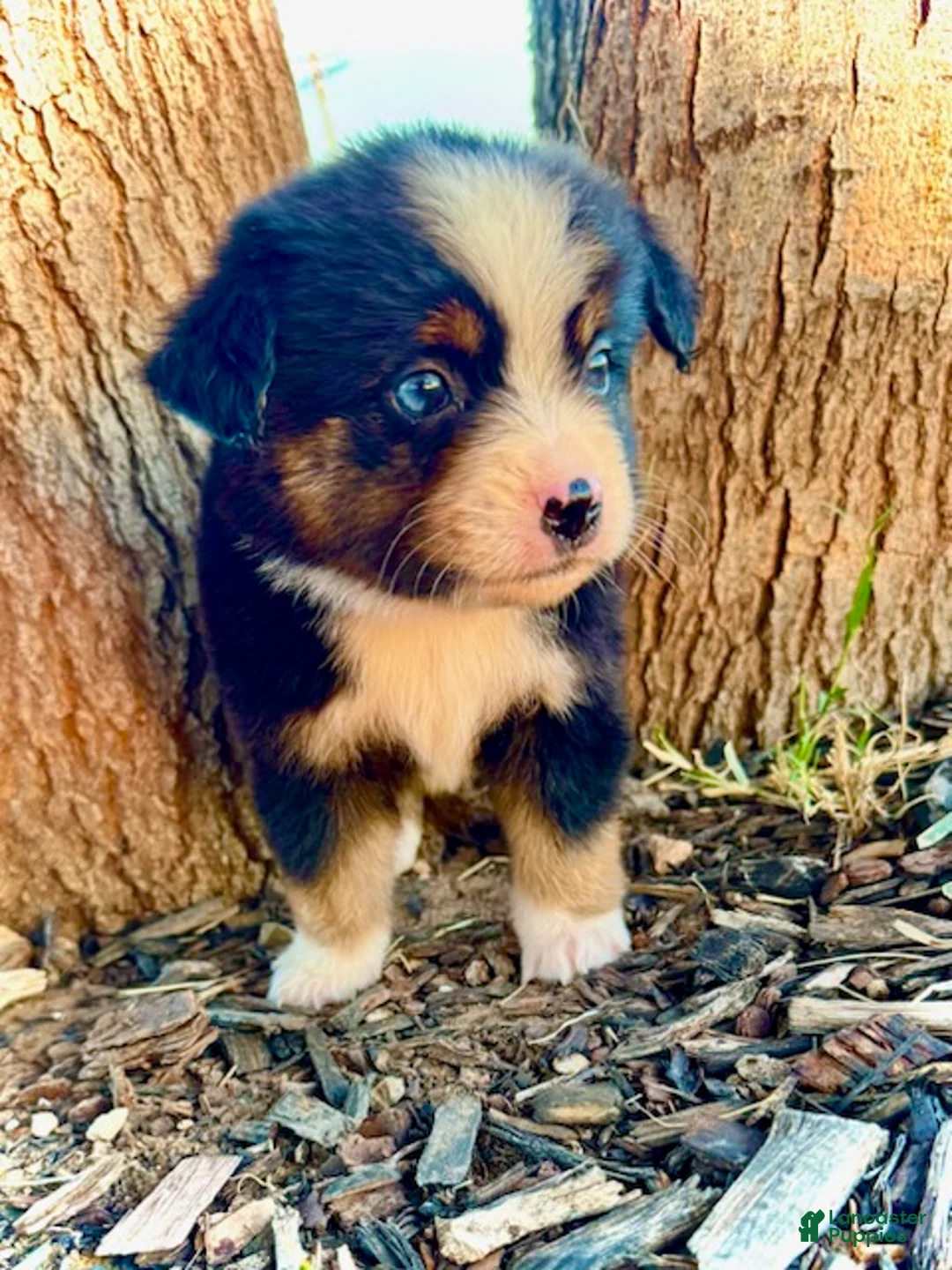 Miniature Australian Shepherd dogs for sale: Banner - Ad 2