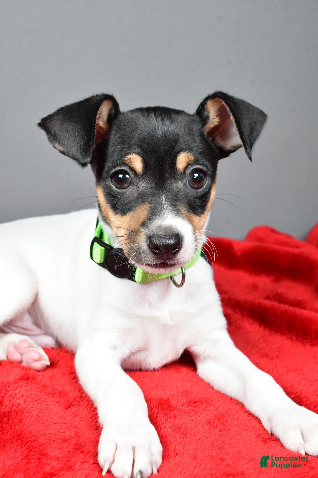 Toy Fox Terrier dogs for sale: Nash - Ad 12