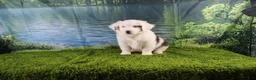 Miniature Australian Shepherd dogs for sale: Irene - Ad 19