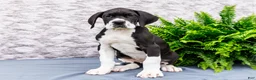 Great Dane dogs for sale: Kim - Ad 6