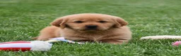 Golden Retriever dogs for sale: Macy - Ad 2