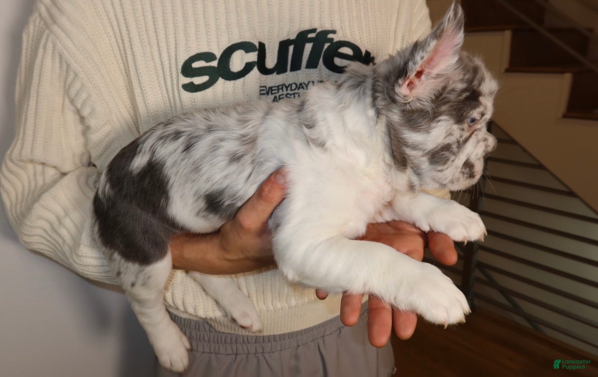 French Bulldog dogs for sale: Milo the fluffy  - Ad 2