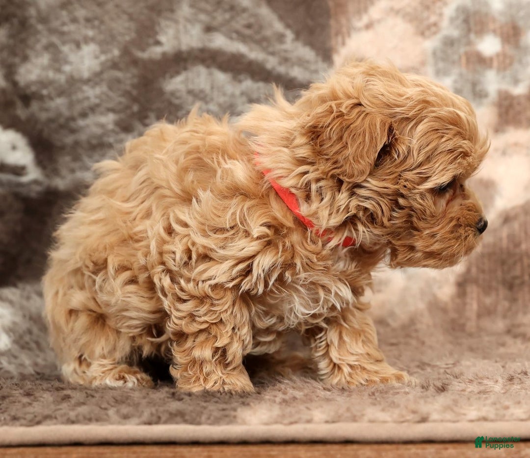 Maltipoo dogs for sale: Bella - Ad 5