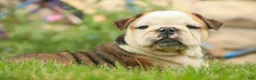 English Bulldog dogs for sale: Riley English Bulldog  - Ad 1