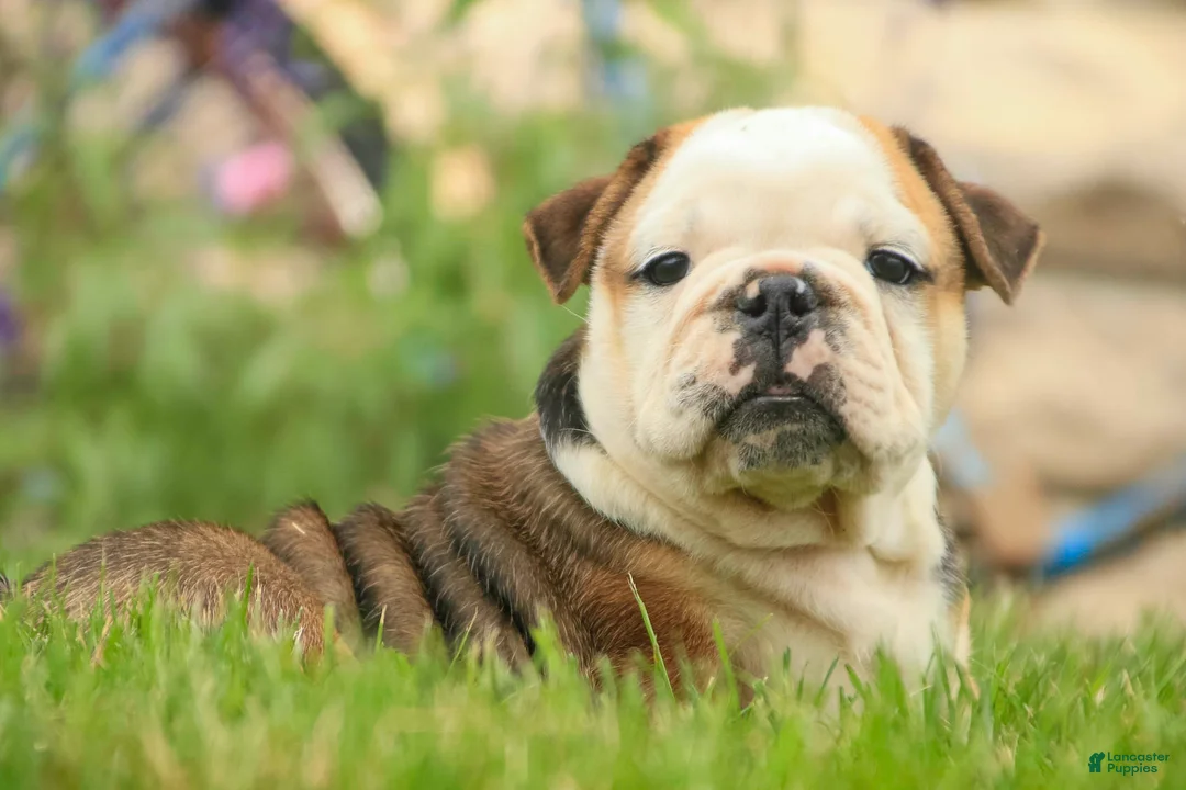 English Bulldog dogs for sale: Riley English Bulldog  - Ad 1