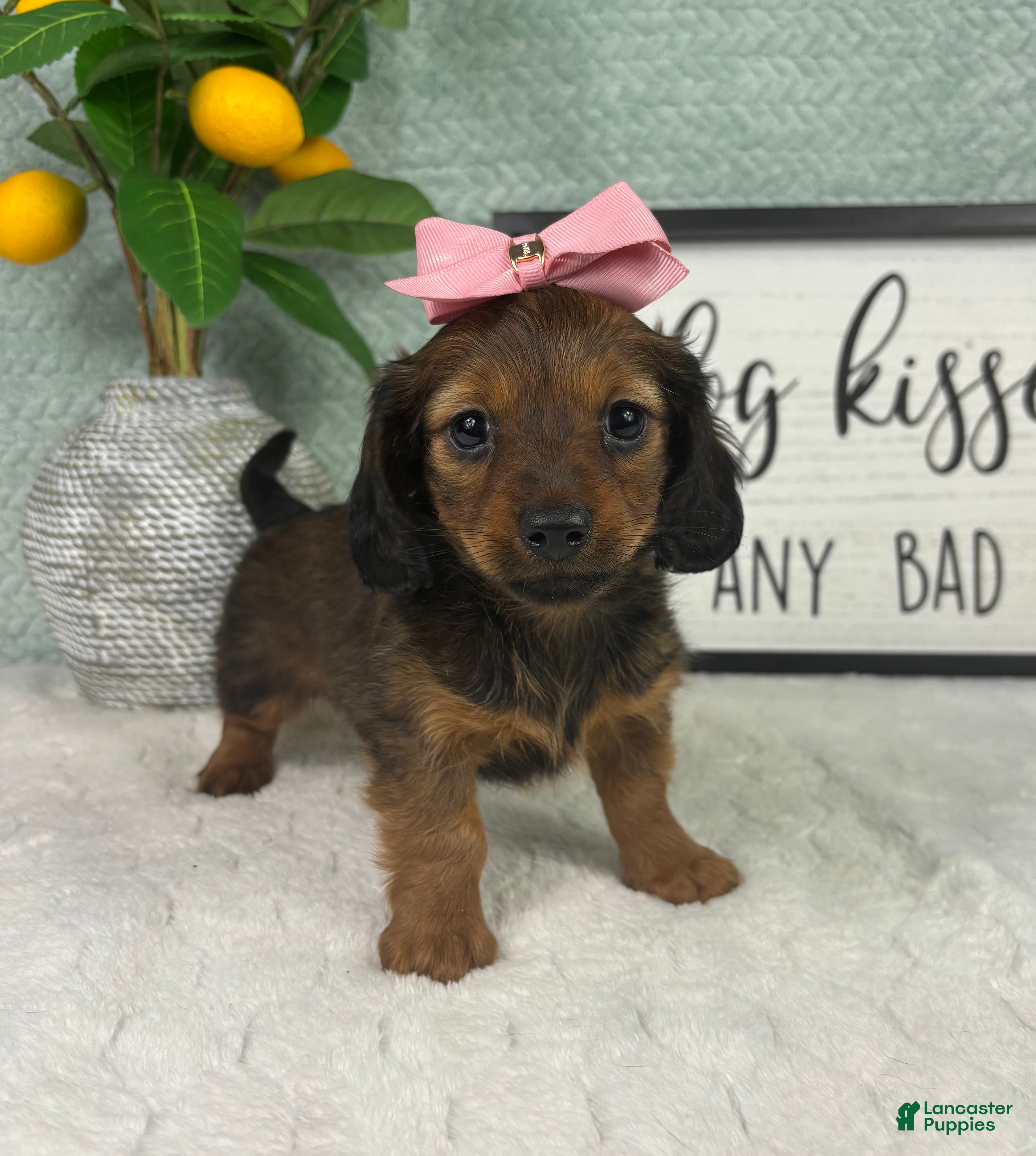 Miniature Dachshund dogs Delilah  - Ad 16