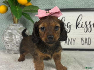 Miniature Dachshund dogs Delilah - Ad 10
