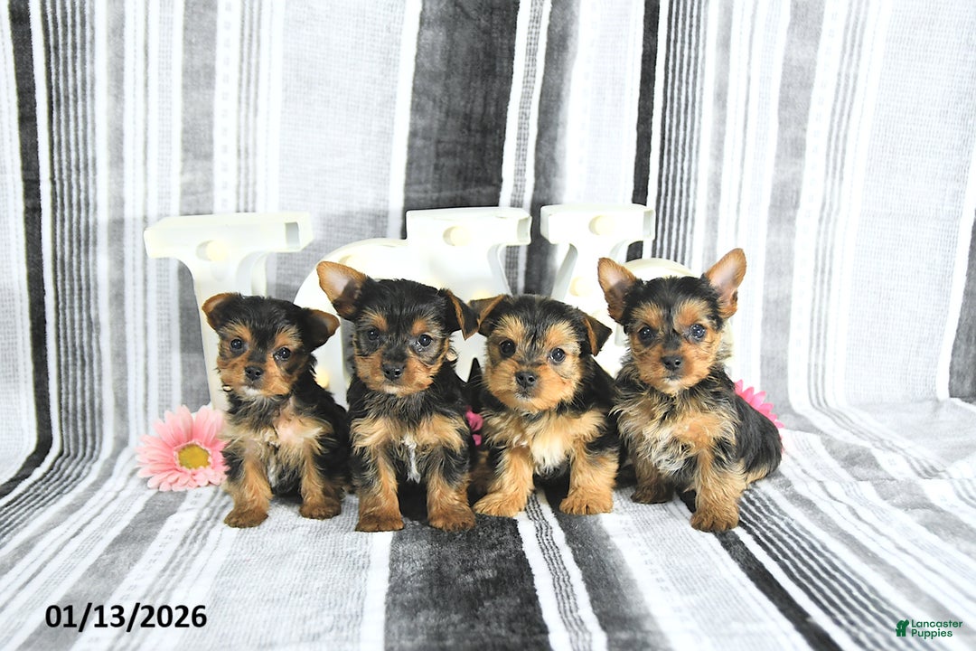 Yorkshire Terrier dogs for sale: Marshall - Ad 3