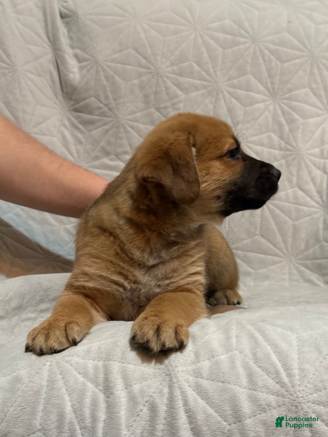 Mixed Breed dogs for sale: Mixed Breed Puppy 8 - Ad 3