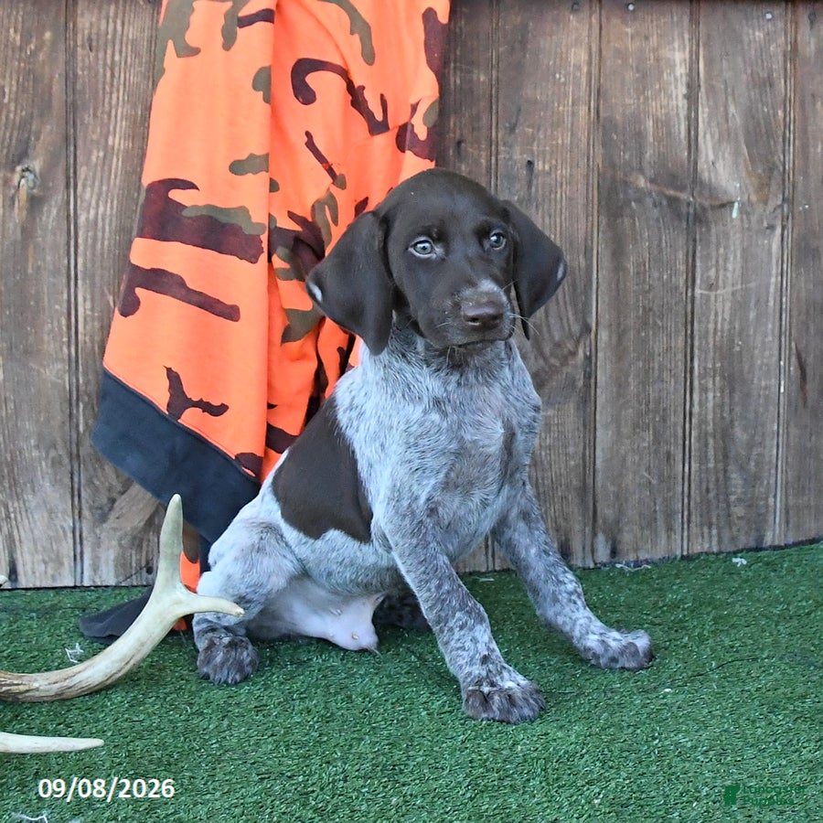 German Shorthaired Pointer dogs Ricky   - Ad 2