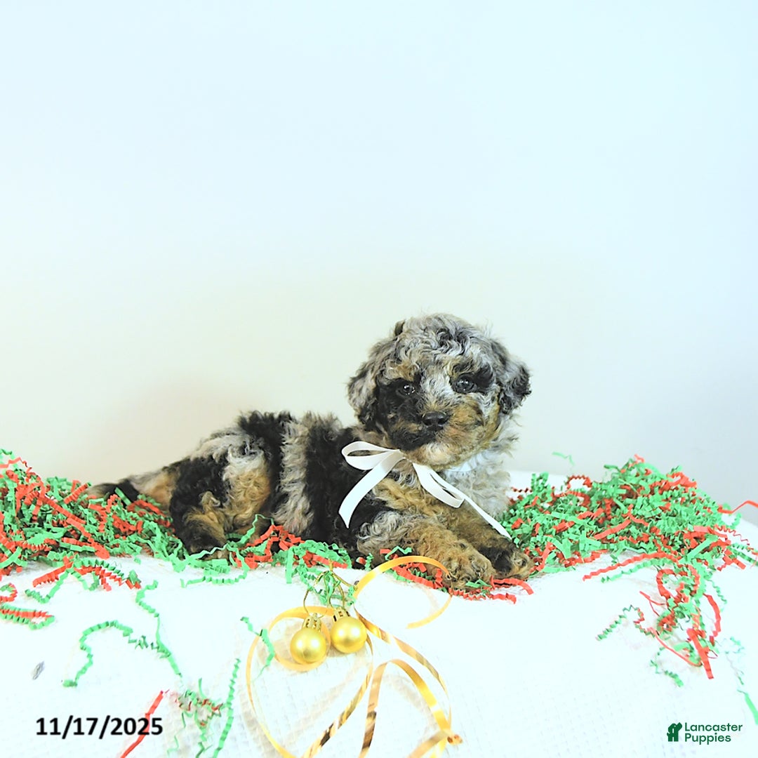 Miniature Poodle dogs for sale: Andy - Ad 9