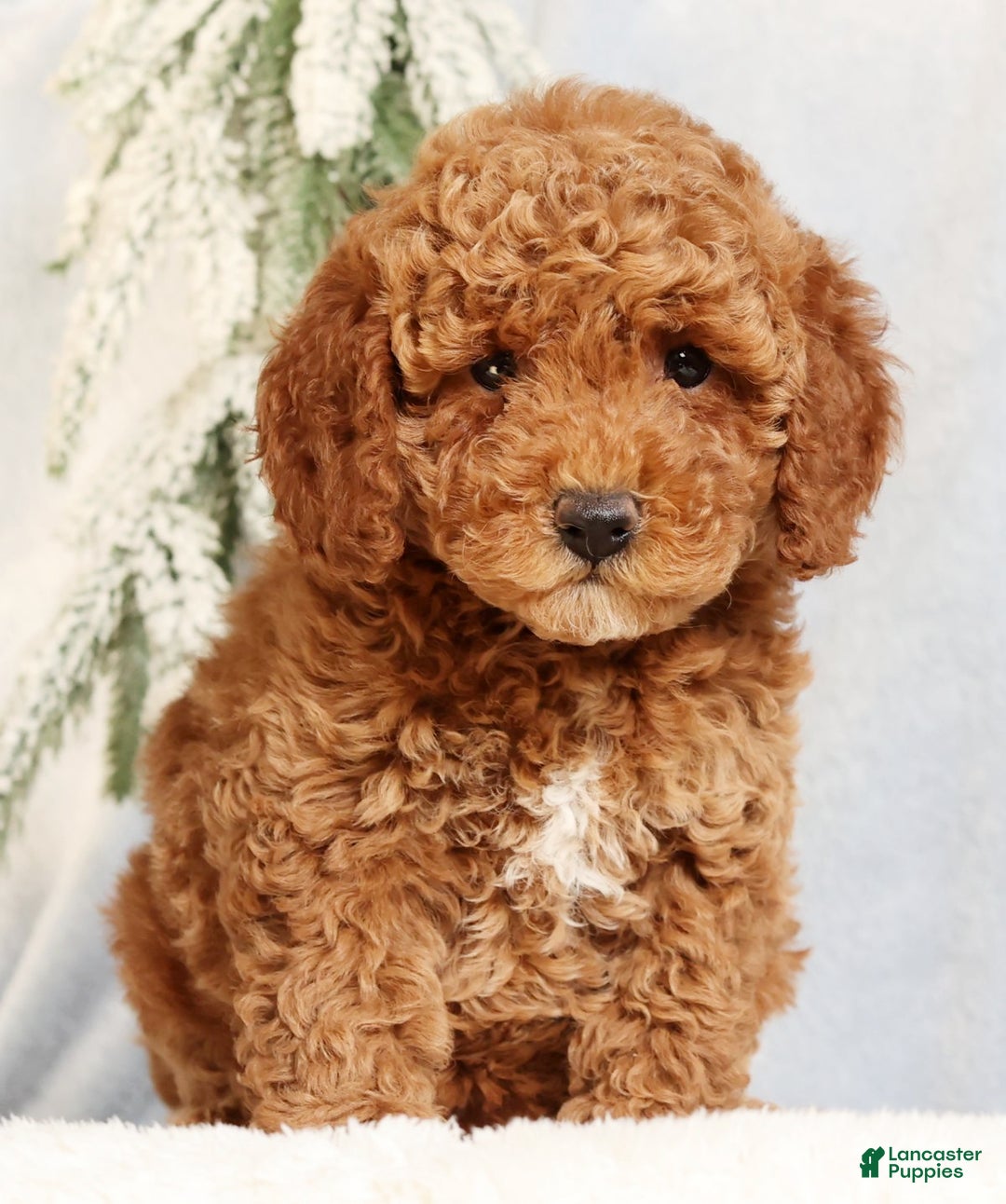 Mini Goldendoodle dogs for sale: Giselle - Ad 2