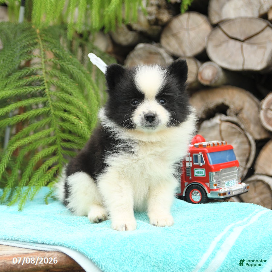 Pomeranian dogs Chip  - Ad 1