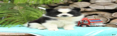 Chip 