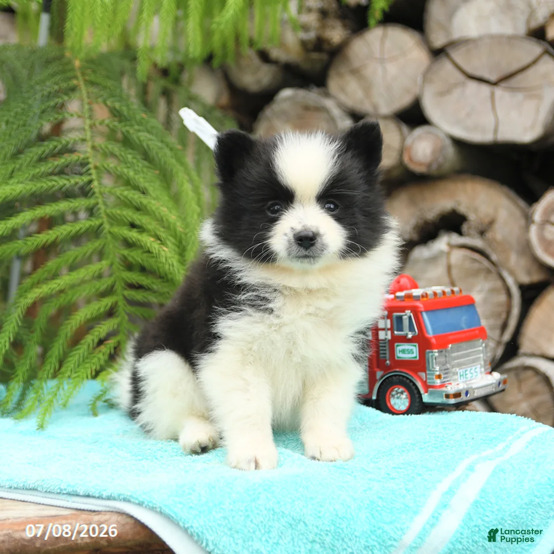 Pomeranian dogs for sale: Chip  - Ad 1
