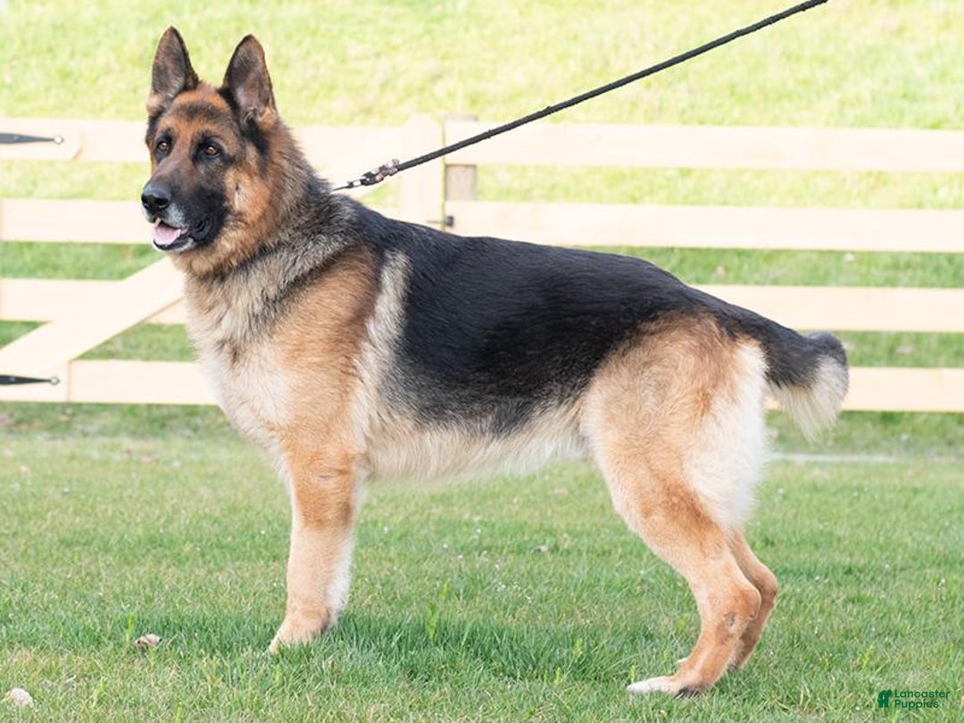 German Shepherd dogs for sale: Mia - Ad 2