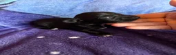 Xoloitzcuintle dogs for sale: Batman and Luke cage (two male coated pups separate litter) - Ad 4