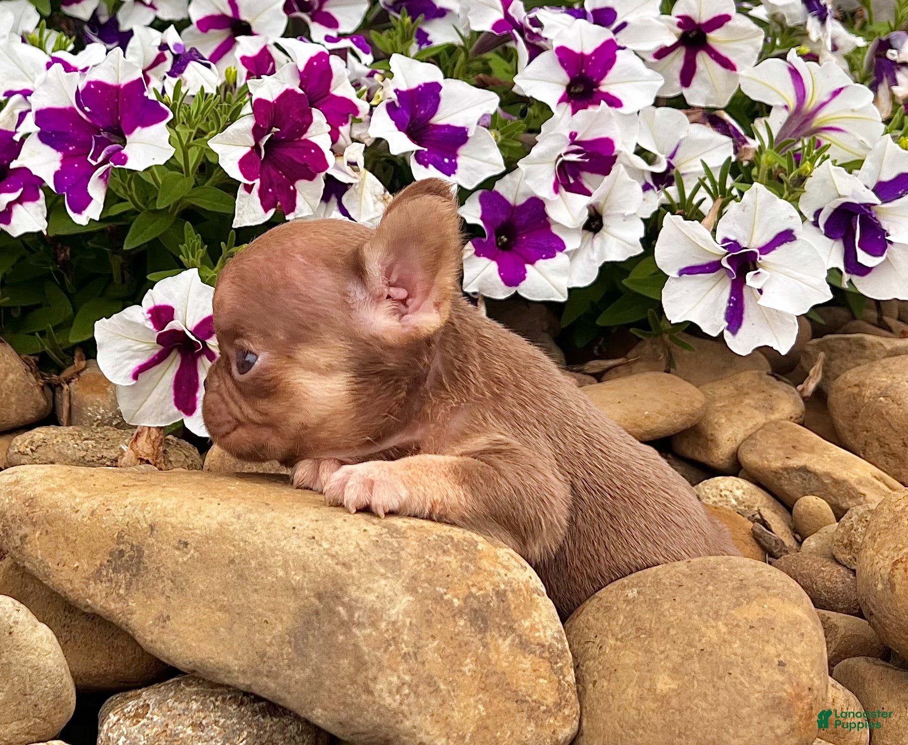 French Bulldog dogs Grace - Ad 2