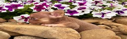 French Bulldog dogs for sale: Grace - Ad 2