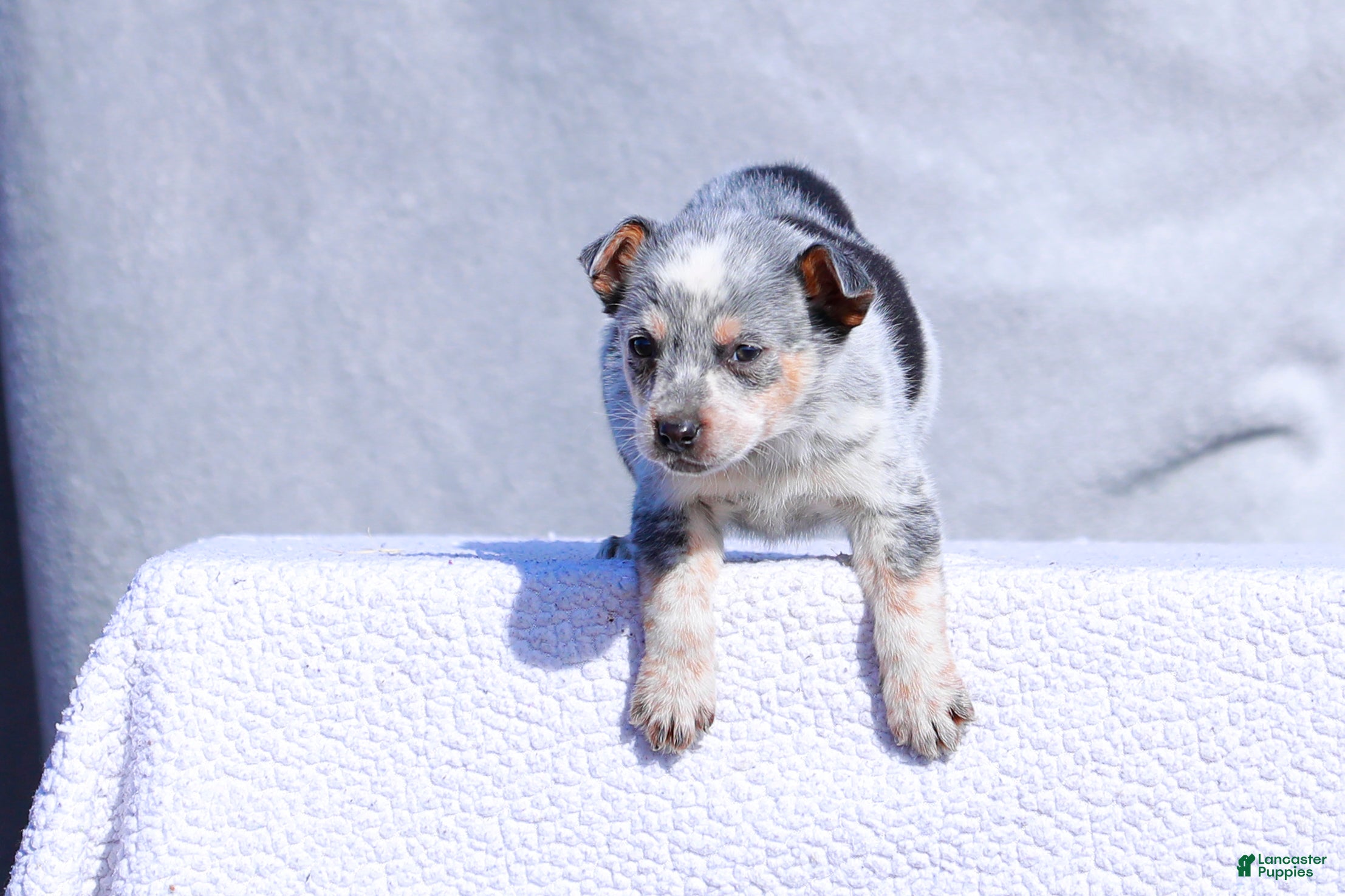 Australian Cattle Dog dogs Teeny - Ad 2