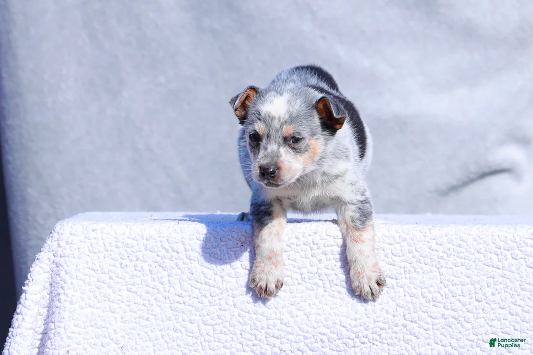 Australian Cattle Dog dogs for sale: Teeny - Ad 2