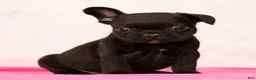 French Bulldog dogs for sale: Pez - Ad 6