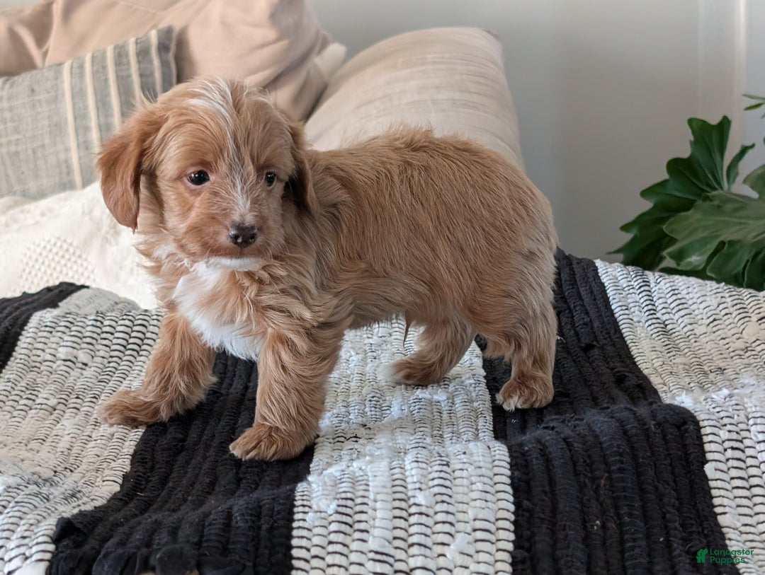 Yorkiepoo dogs for sale: Sparky - Ad 4