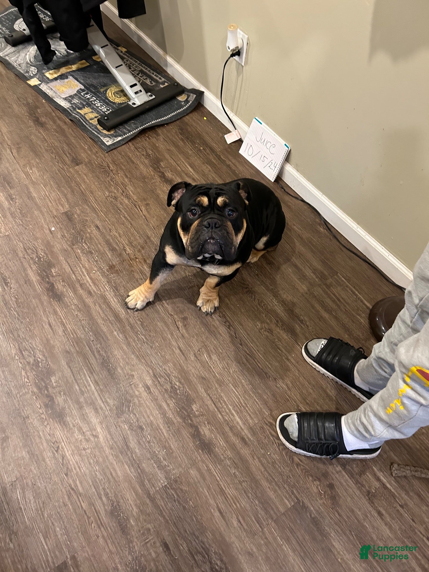 English Bulldog dogs for stud: Miniature English bulldog - Ad 2