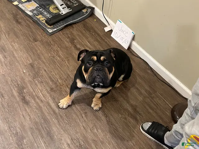 English Bulldog dogs for stud: Miniature English bulldog - Ad 2