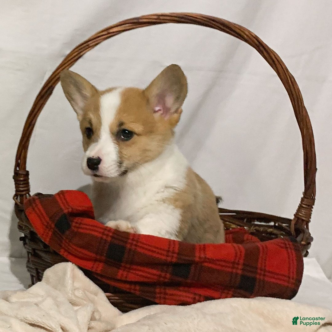 Welsh Corgi Pembroke dogs for sale: Hazel - Ad 2