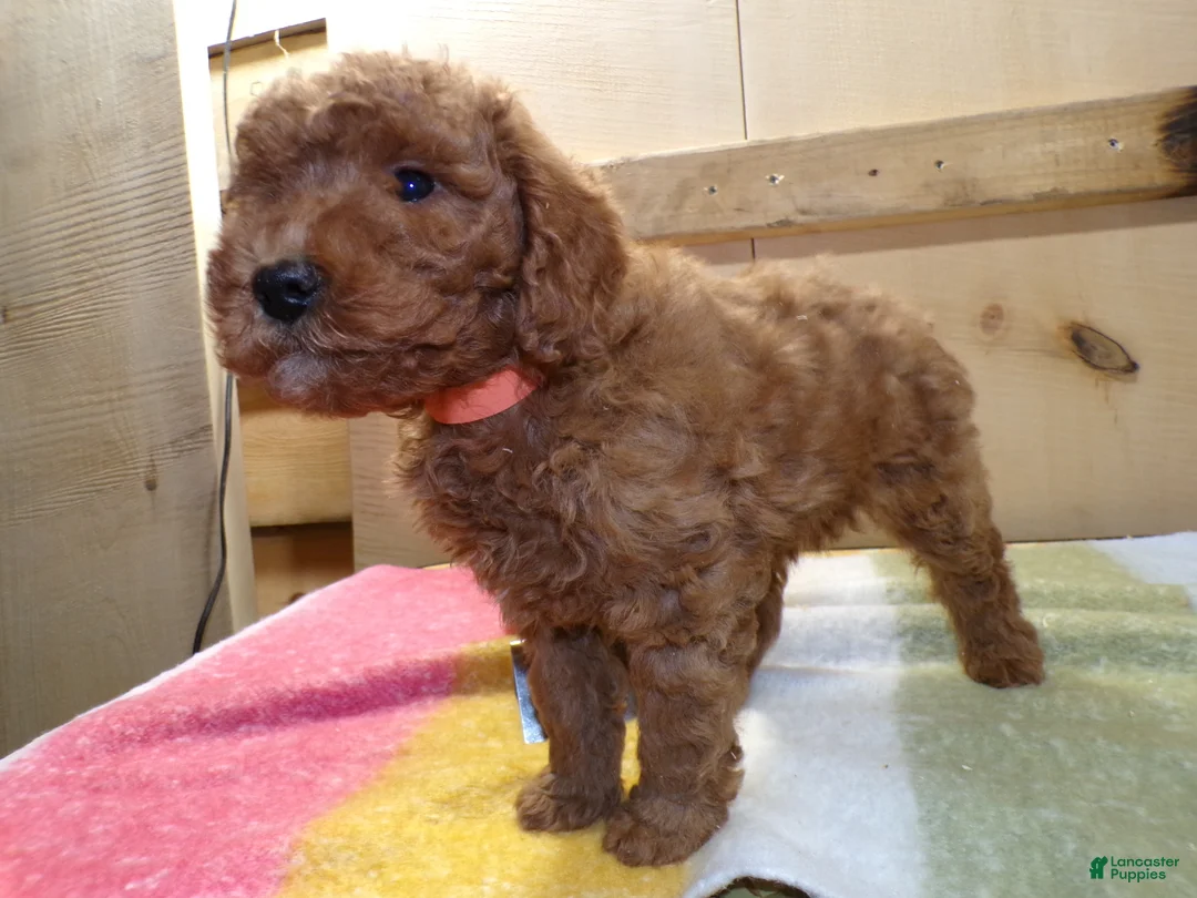 Mini Goldendoodle dogs for sale: Mini Goldendoodle Puppy 1 Patsy - Ad 3