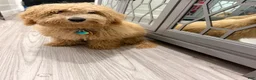 Miniature Poodle dogs for sale: Miniature Poodle 1 - Ad 3