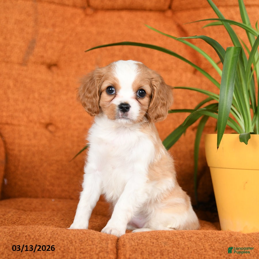 Cavapoo dogs Charlotte - Ad 2