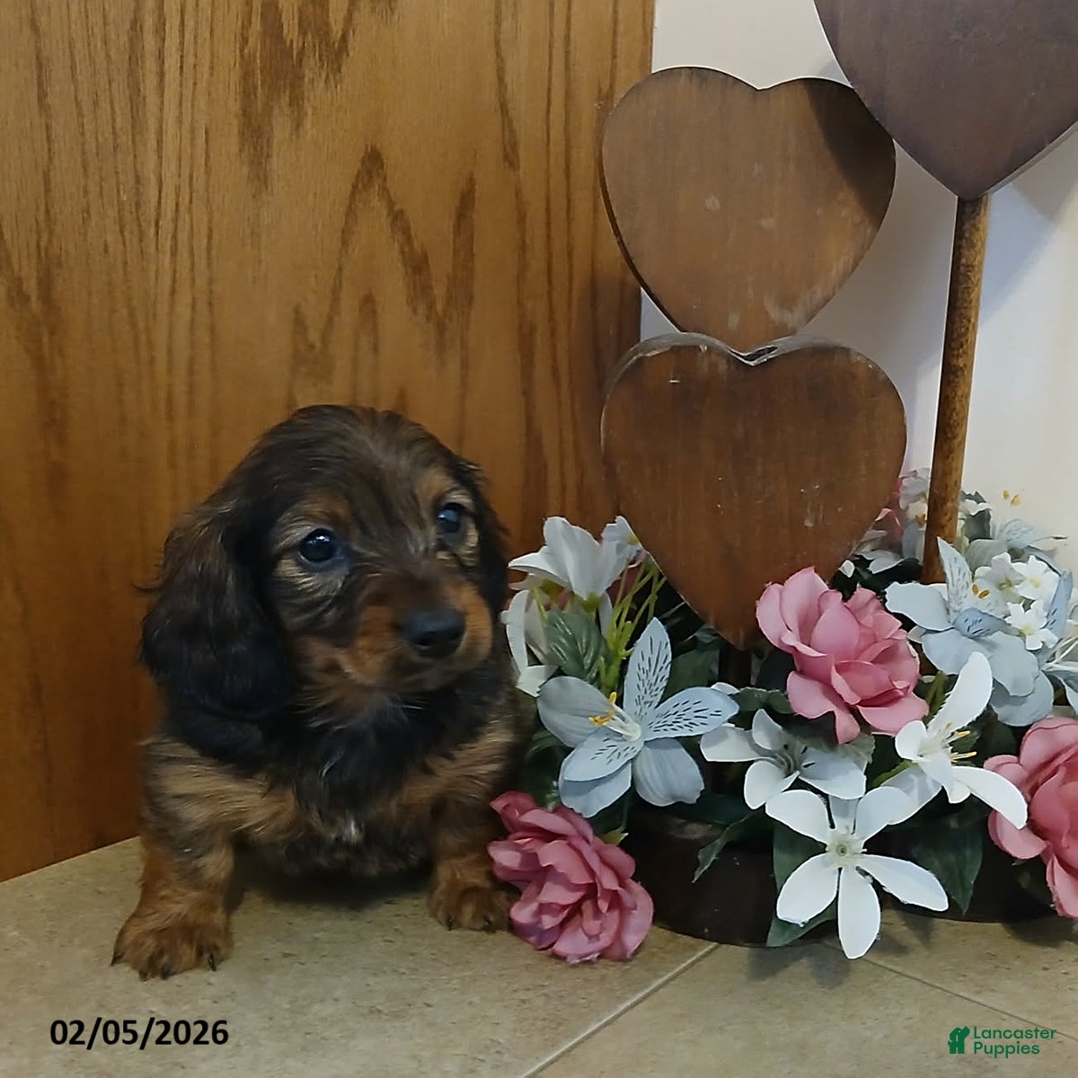 Miniature Dachshund dogs Honeybear - Ad 2