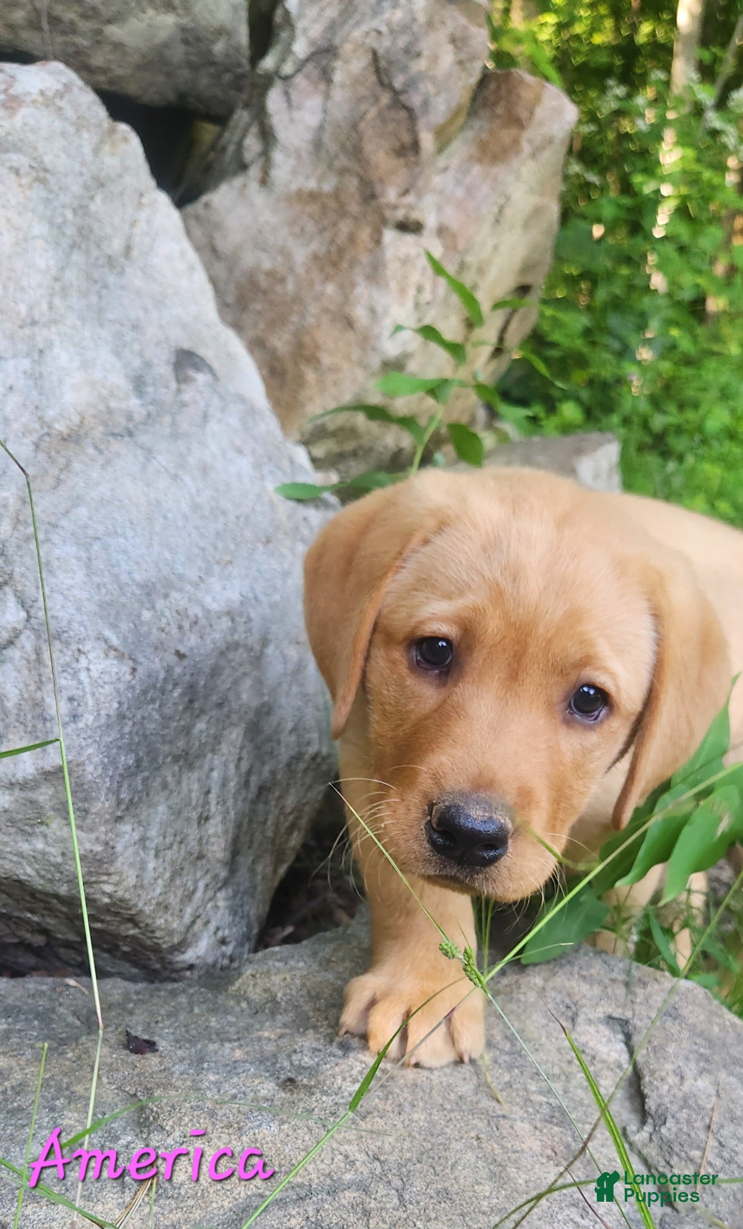 Labrador Retriever dogs America - Ad 2