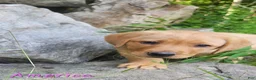 Labrador Retriever dogs for sale: America - Ad 2