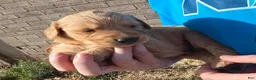 Golden Retriever dogs for sale: Gold Boy - Ad 3